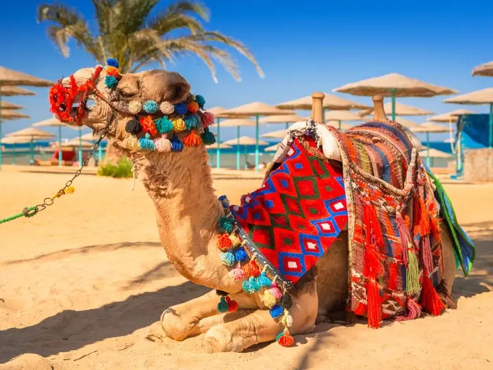 7 Days Cairo and Hurghada Holiday  Tour Package 3 stars & 4 stars & 5 stars