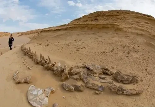 Day Tour to El Fayoum from Cairo.